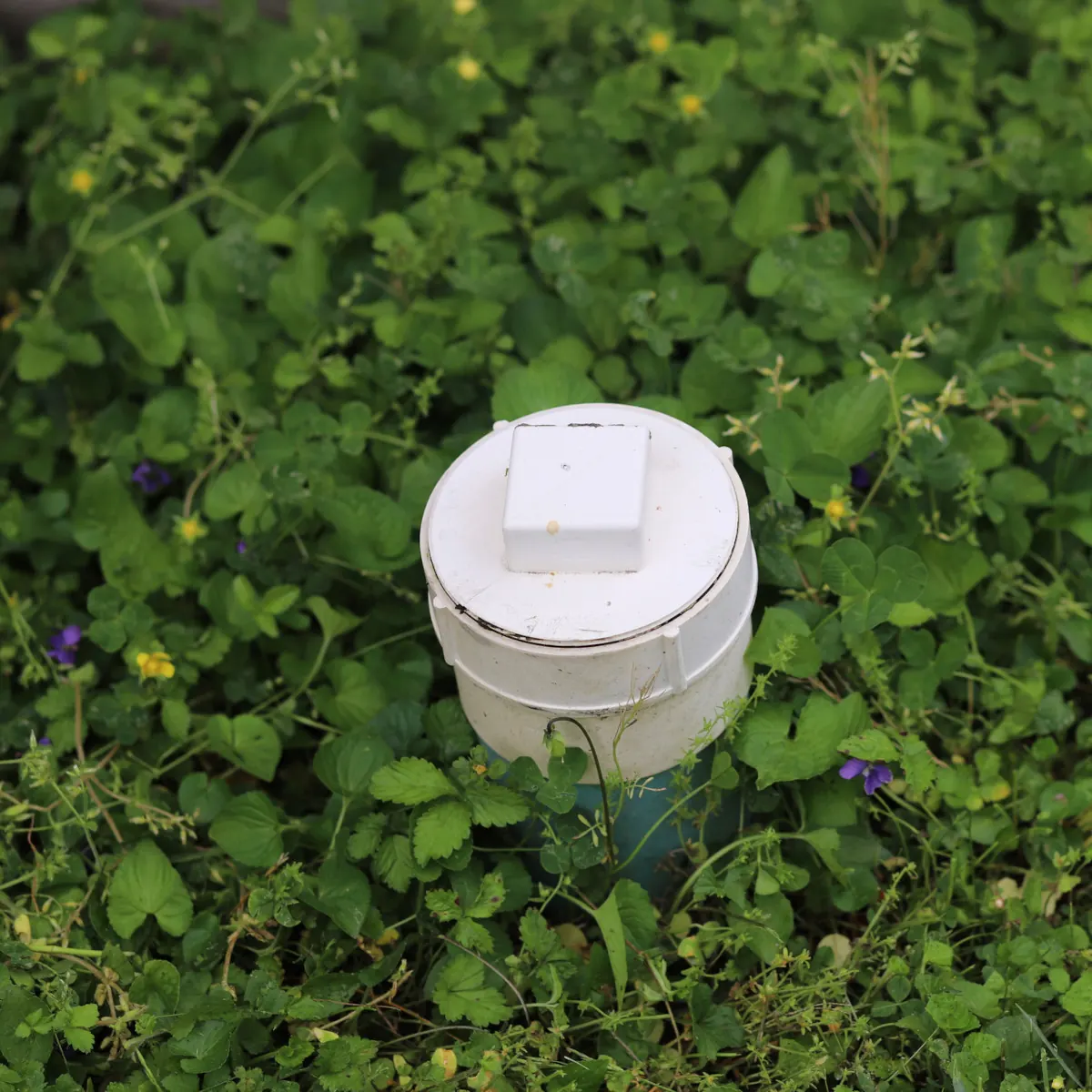 A white PVC sewer cleanout cap set into a green lawn, its access lid visible above the grass.