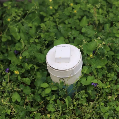 A white PVC sewer cleanout cap set into a green lawn, its access lid visible above the grass.