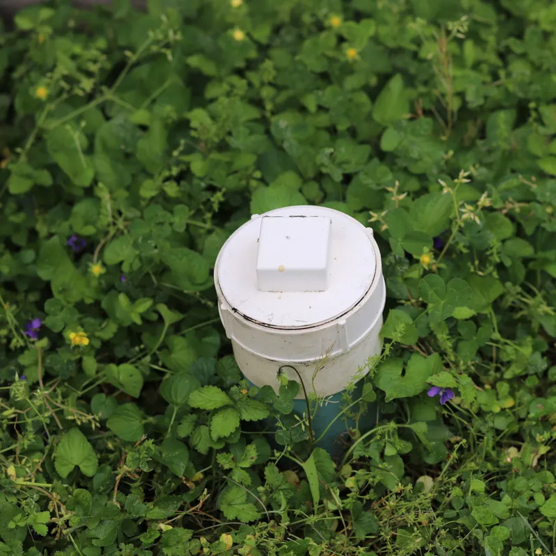 A white PVC sewer cleanout cap set into a lawn, its lid barely visible under a season of clover and wildflowers that have grown back over it undisturbed.
