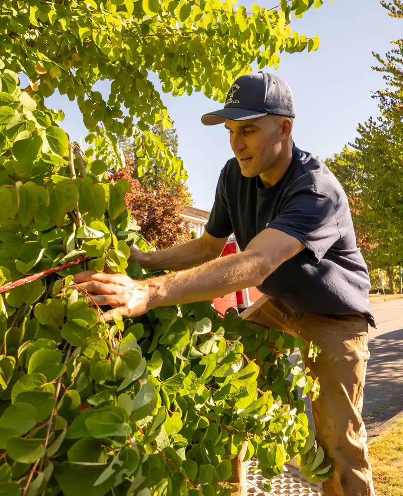 A Modern Drainage crew member trimming back overgrown hedge growth along a fence line beside the company van.